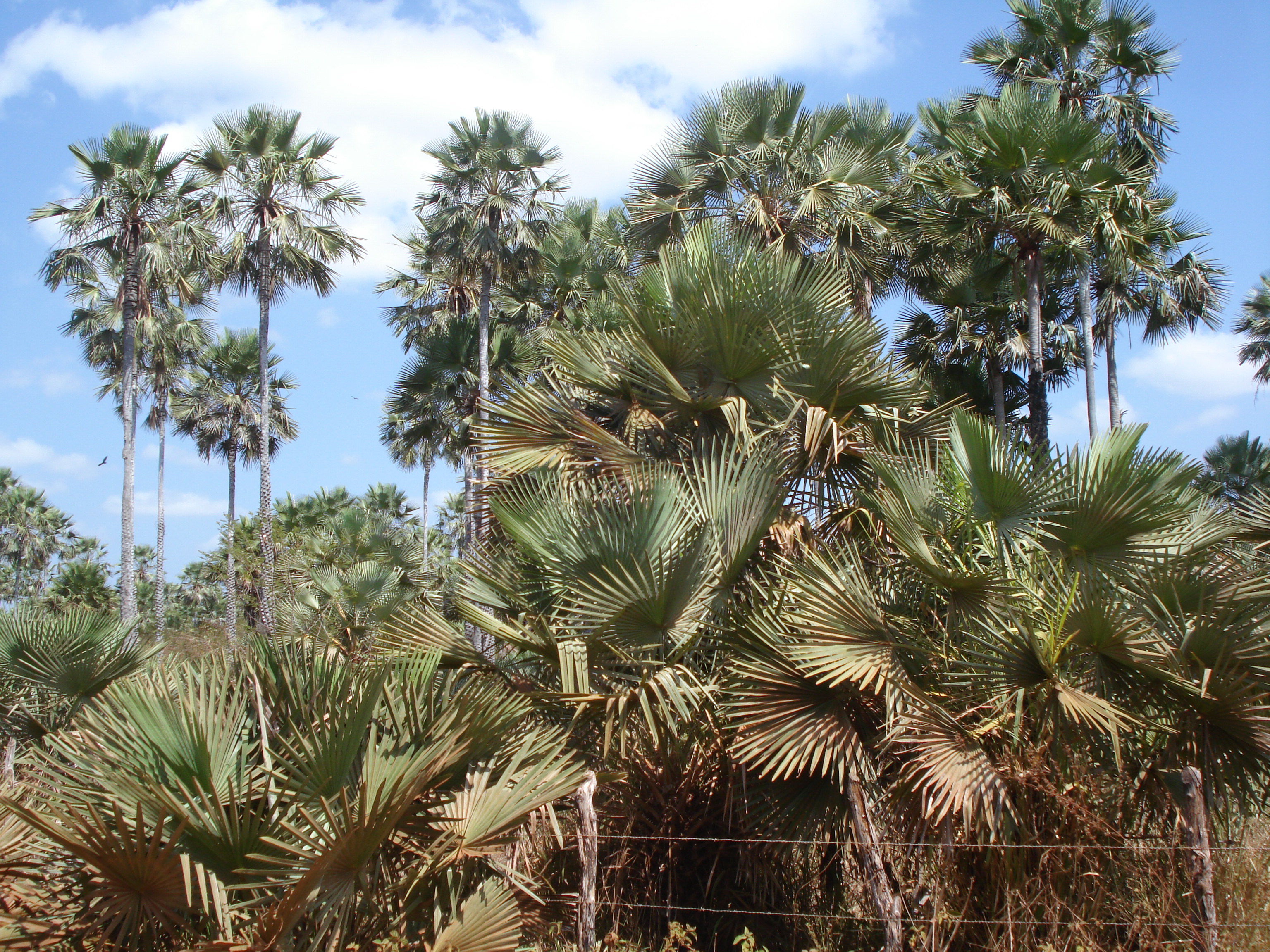 carnaubal-riqueza município.JPG